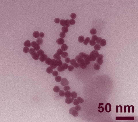 Clusters of roughly 30-nanometer gold nanoparticles imaged by transmission electron microscopy.