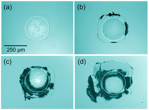 Optical micrographs of contact damage in silicon from cyclic stress showing progressive damage 