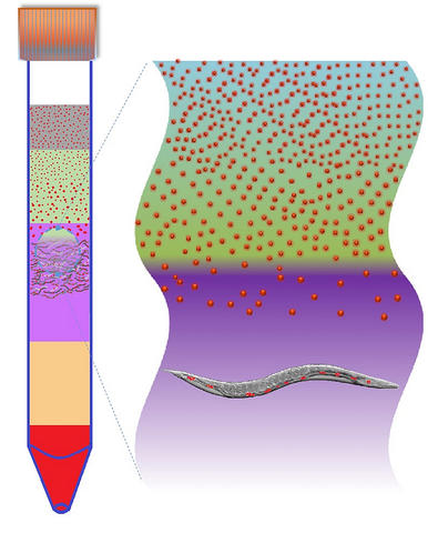 Illustration of setup for separating nanoparticles from organisms