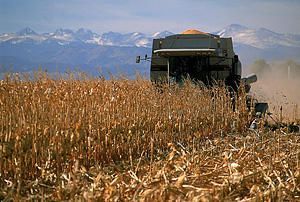 harvesting corn