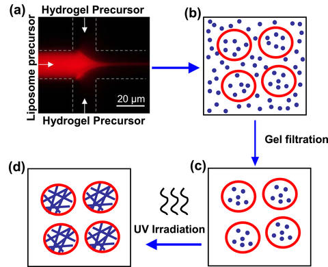 Schematic depicting the creation of liposome-hydrogel hybrids.