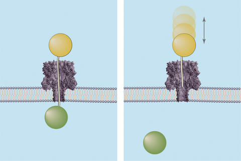 Graphic depicting how the ice fishing method determines the distance across a membrane nanopore. 