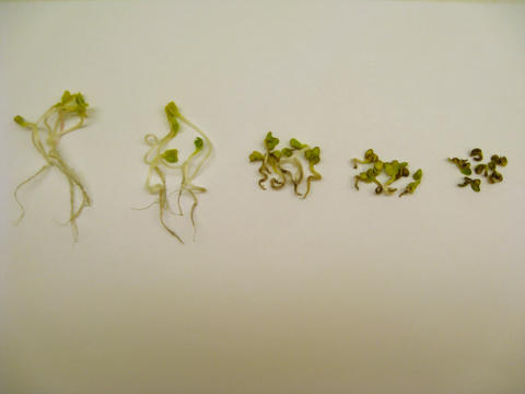 Graphic of 5 radish plants showing effects of increasing exposure to BPs and NPs