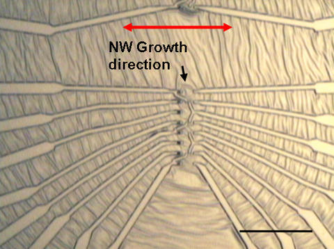 Optical image shows metal electrodes attached to zinc oxide nanowires using the NIST technique.