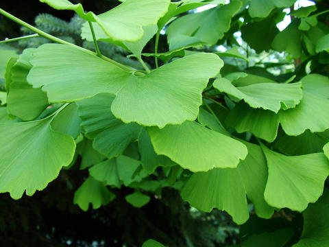 Photo of ginkgo leaves