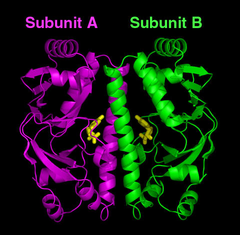 Computer model of the predicted structure for the cyclic AMP receptor protein (CRP) found in Mycobacterium tuberculosis. 