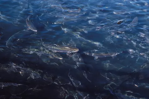Salmon swimming within a netted pen at a fish farm in Maine.