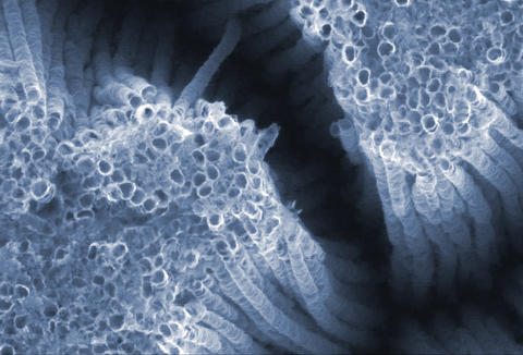 An electron micrograph of nanotubes made from titanium dioxide (TiO2). 