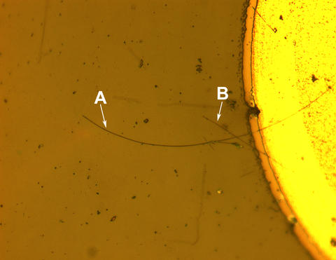 Micrograph of a complete nanowire LED with the end contact