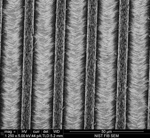 scanning electron microscope image shows four rows of nanowires and their corresponding nanowalls