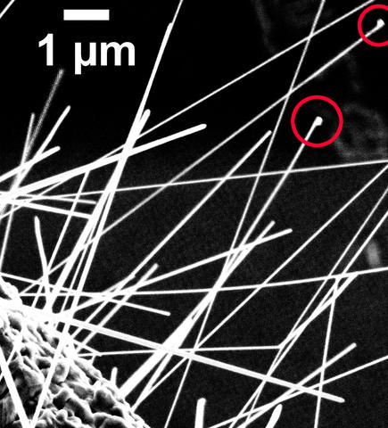 ZZnO nanowires to grow out of the circular copper substrate in all directions