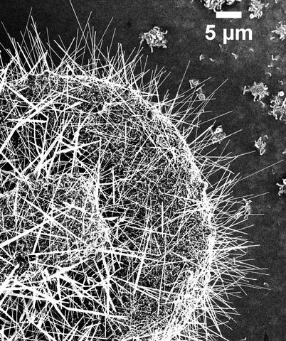 ZnO nanowires to grow out of the circular copper substrate in all directions