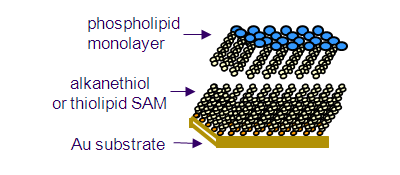 Langmuir-Blodgett film deposition