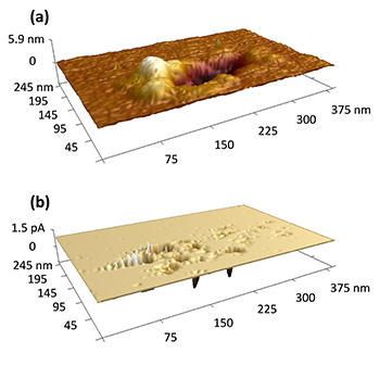 AFM topography image