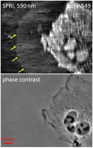 High resolution measurement of cell secreted material