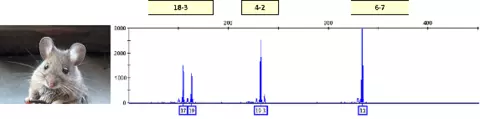 Mouse cell line