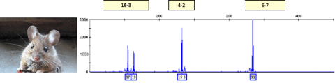 Mouse cell line