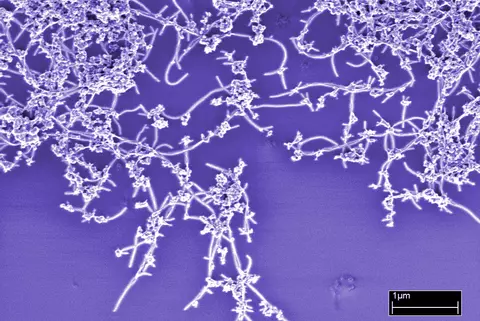colorized image of carbon nanotubes