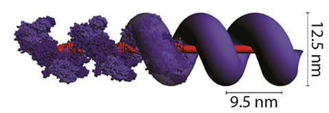 Illustration of protein RecA wrapped around double-stranded DNA