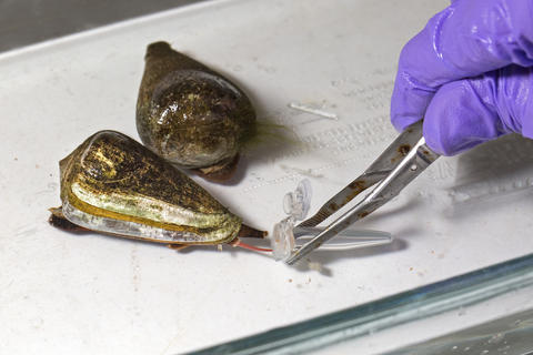 cone snail depositing venom into tube