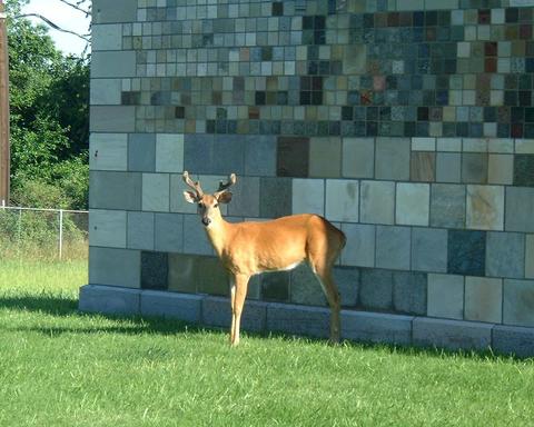 Wall with deer standing 