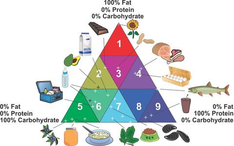  Illustration consisting of a multicolored triangle divided into 9 sectors with different levels of fat, protein and carbohydrates, and with various types of foods indicated for each sector. 