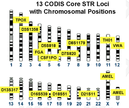 13 CODIS Core STR Loci with Chromosomal Positions