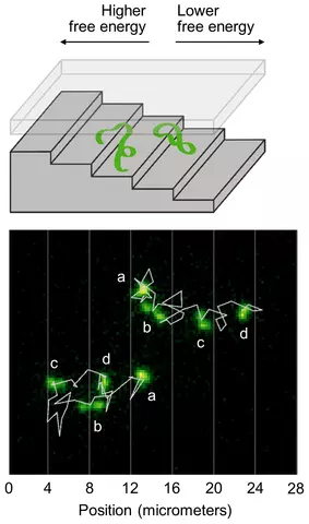 The top illustration shows a strand of DNA going down a nanometer-scale suitcase; the bottom illustration shows the trajectories of the DNA strands as they descend the staircase.