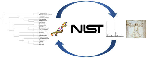 Illustration showing a dendrogram classification graph, circular arrows pointing from DNA to a mass spectrum and back, and DaVinci’s drawing of a human figure, with the NIST logo centered on the illustration.