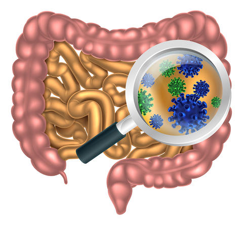 graphic depicting the human digestive system with a magnifying glass inspecting the gut flora
