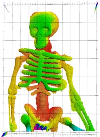 Skeleton of bright green and yellow with some pink and dark blue
