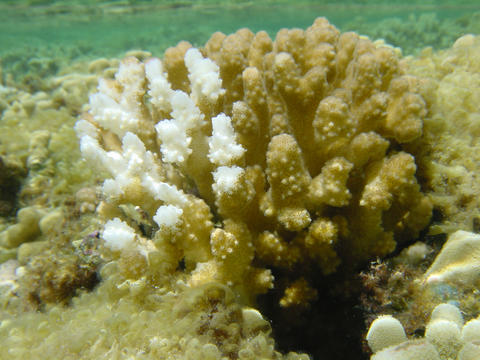 photo of bleached coral