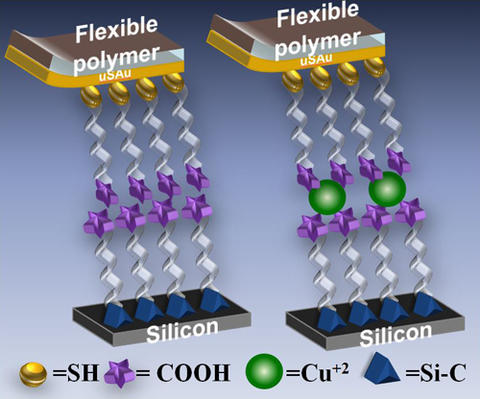 Bilayer molecular circuit formed with (right) and without (left) copper atoms.