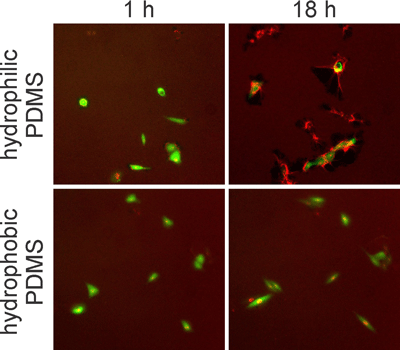 Figure 2. Images of GFP and fibronectin (red) fluorescence at 1 h (left) and 18 h (right) after plating cells on different PDMS substrates.