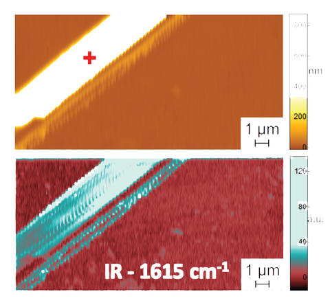 Peptide Fibrils in Water a pair of false-color images showing a peptide on the scale of a millionth of a meter