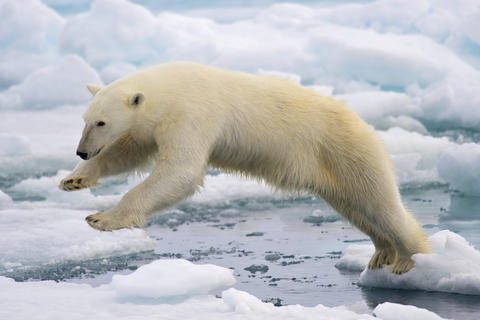 A large polar bear is jumping from one block of ice to another.