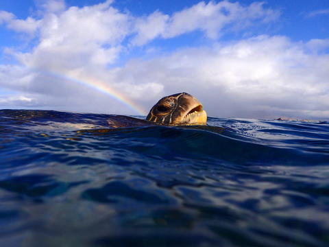 A green sea turtle is peaking its head above the ocean's surface while a rainbow appears in the sky over its head.