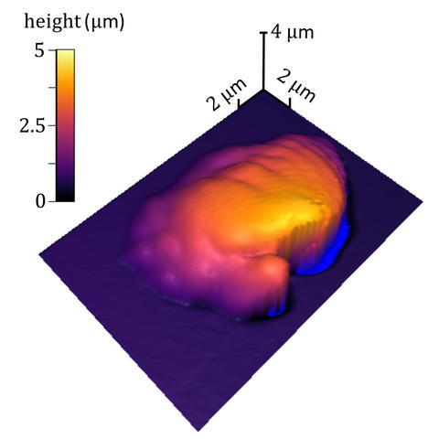 purple rectangular bottom with an uneven purple lump that is yellow and orange toward the center. The yellow and orange sections represent a taller height.