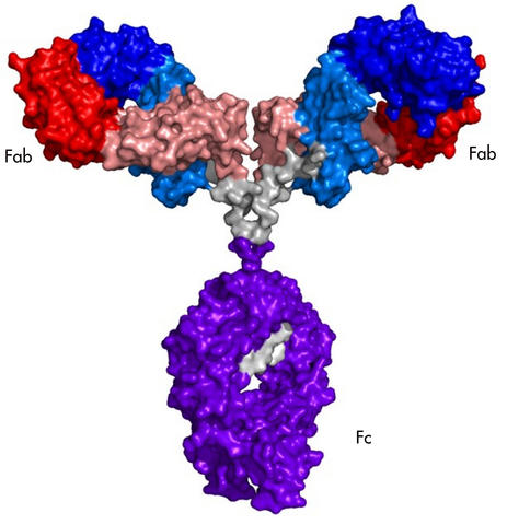 NISTmAb