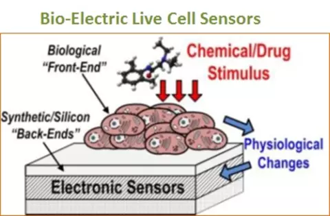 Paving the Way for Bio-Semiconductor Development