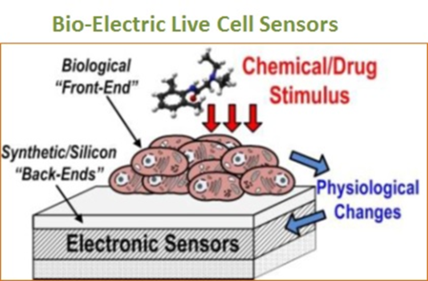 Paving the Way for Bio-Semiconductor Development