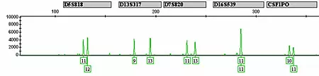 Cellular fingerprint: This electropherogram demonstrates the STR (short tandom repeat) technique NIST will use to identify human cell lines.