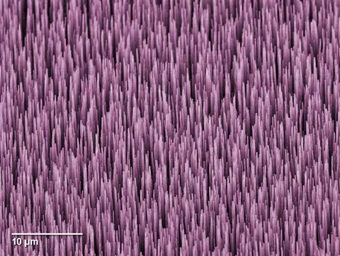 Colorized micrograph of multi-walled carbon nanotubes