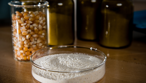 A small petri dish is filled with powder, and behind it are three dark colored glass jars and a beaker of dry corn kernels.