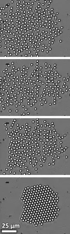 Optical micrographs showing the assembly of a 2D colloidal crystal composed of approximately 200 particles.