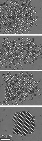 Optical micrographs showing the assembly of a 2D colloidal crystal composed of approximately 200 particles.