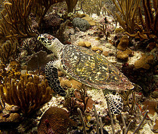 A hawksbill sea turtle swims above a coral reef in waters off the British Virgin Islands.