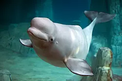 A beluga whale swimming underwater.