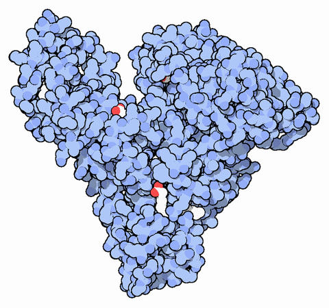 Illustration of human serum albumin