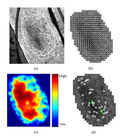 3 black and white and 1 color fingerprint image